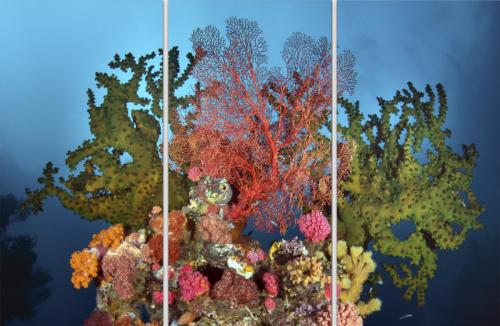 Coral Garden Triptych - LIMITED EDITION